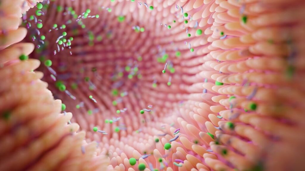 Gut Health